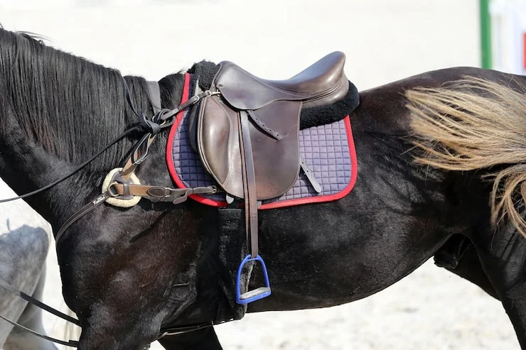 Cavallo da Sella Francese (Selle Français): caratteristiche, carattere e prezzo 2 Quanto costa un cavallo da Sella Francese