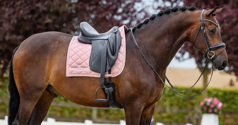 Sella cavallo rosa e colorate